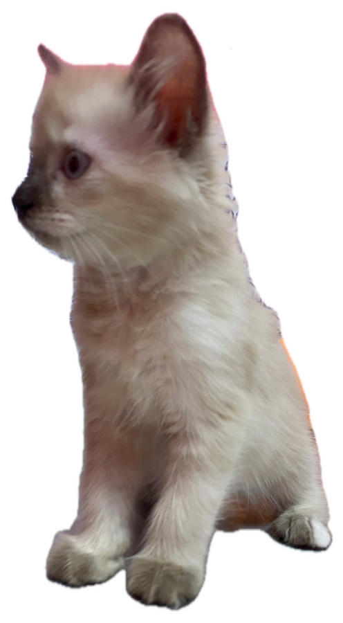 Kitten Groom