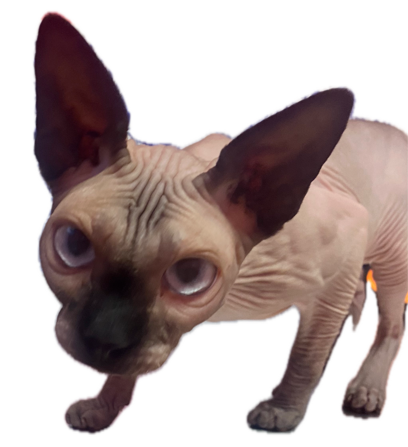 Sphinx