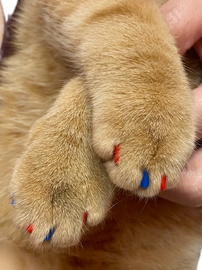 Nail Caps
