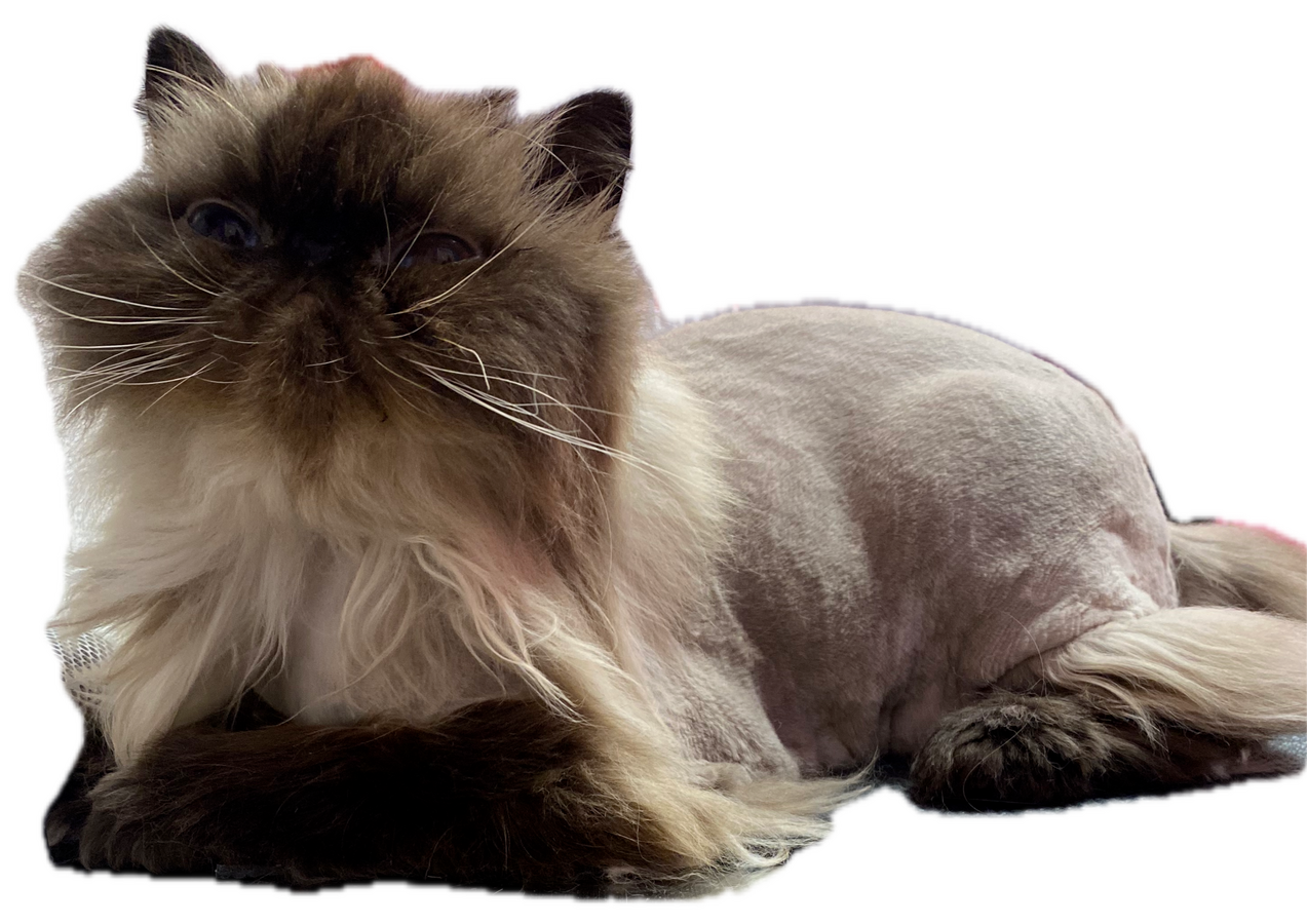 Lion Cut - After